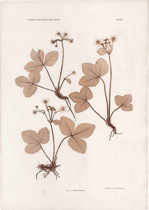 Los 4096 - Nature Printing - Plant studies - 0 - thumb