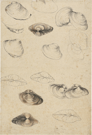 Lot 6603, Auction  127, Französisch, 19. Jh. Studienblatt mit Venusmuscheln