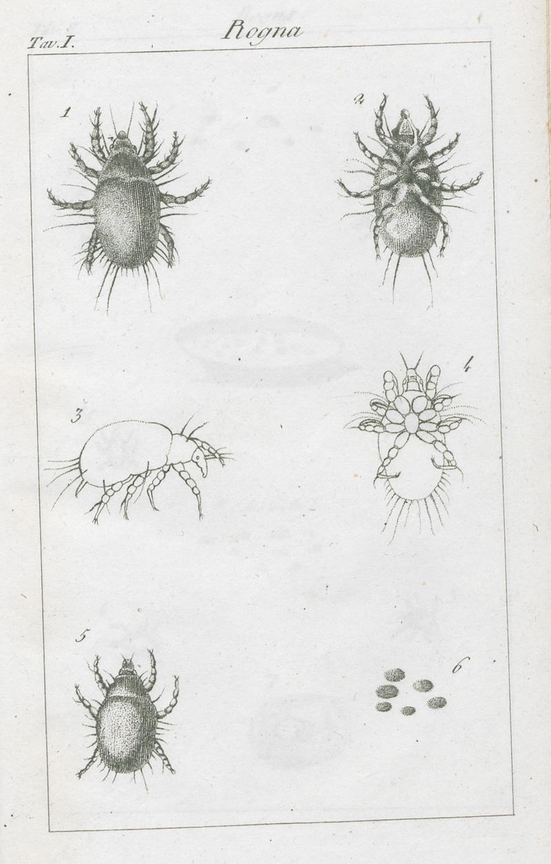 Lot 301, Auction  127, Birago, Carlo, Metodo facile, economico e spedito di guarive la Rogna