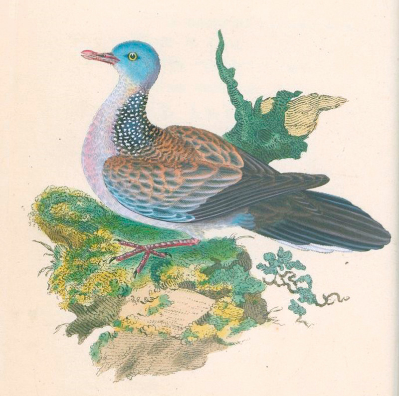 Lot 350, Auction  127, Donovan, Edward, The natural history of British birds, Band VII