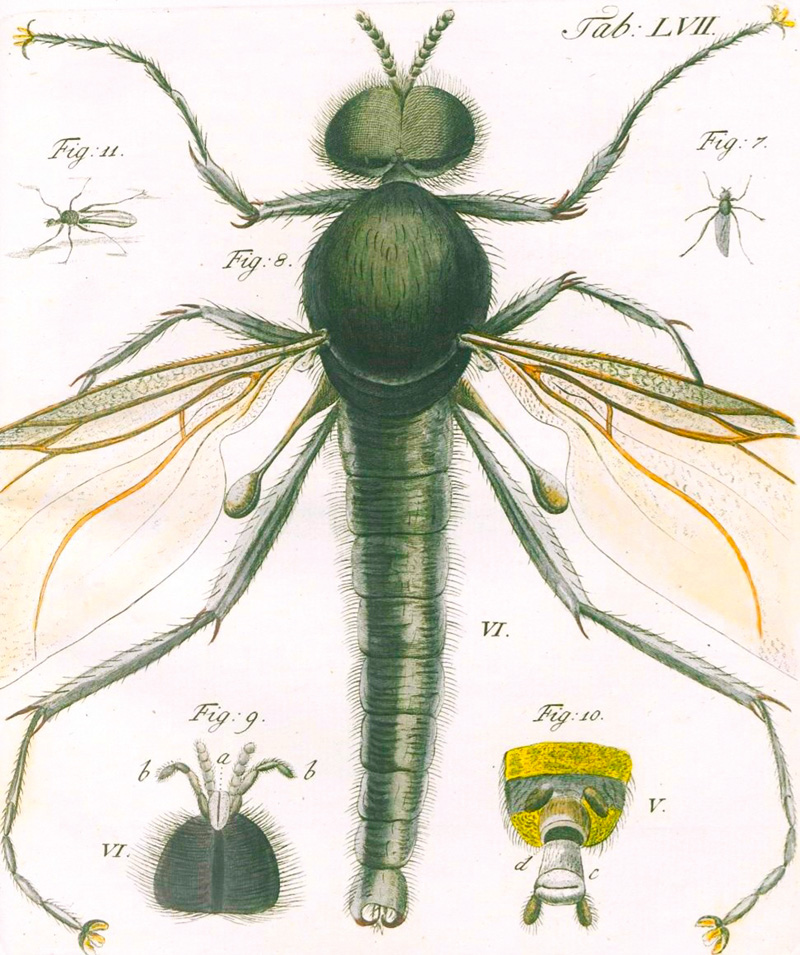 Lot 351, Auction  127, Gleichen (gen. Rußworm), W. F. Freiherr von, Auserlesene mikroskopische Entdeckungen