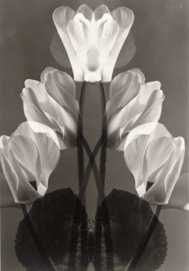Lot 4134, Auction 127, Baur, Max, Cyclamen