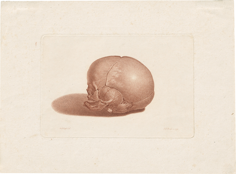 Lot 5251, Auction 127, Bause, Johann Friedrich, Der Totenkopf eines sieben Monate alten Kindes