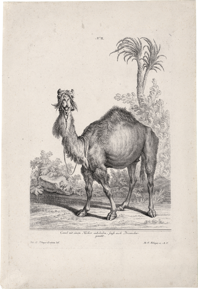 Lot 6347, Auction 127, Ridinger, Martin Elias, Camel mit einem Höcker ...; Ein Camel mit zwei Höckern ...; Kamele in ganzen u. halben Figuren; Kamele mit Becken- und Paukenschlägern