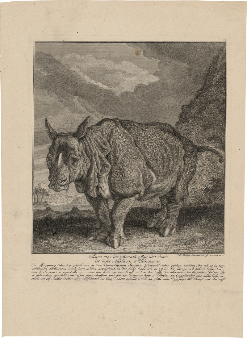 Lot 6361, Auction 127, Ridinger, Johann Elias, Rhinocerus ("Miss Clara")