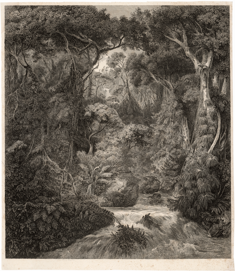 Lot 6383, Auction 127, Königsbrunn, Hermann Freiherr von - nach, Urwald auf Ceylon