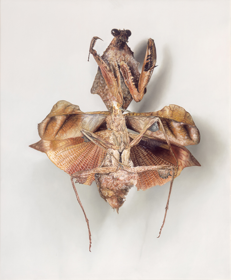 Lot 6391, Auction 127, Fairnington, Mark, Specimen 3 (Gottesanbeterin frontal)