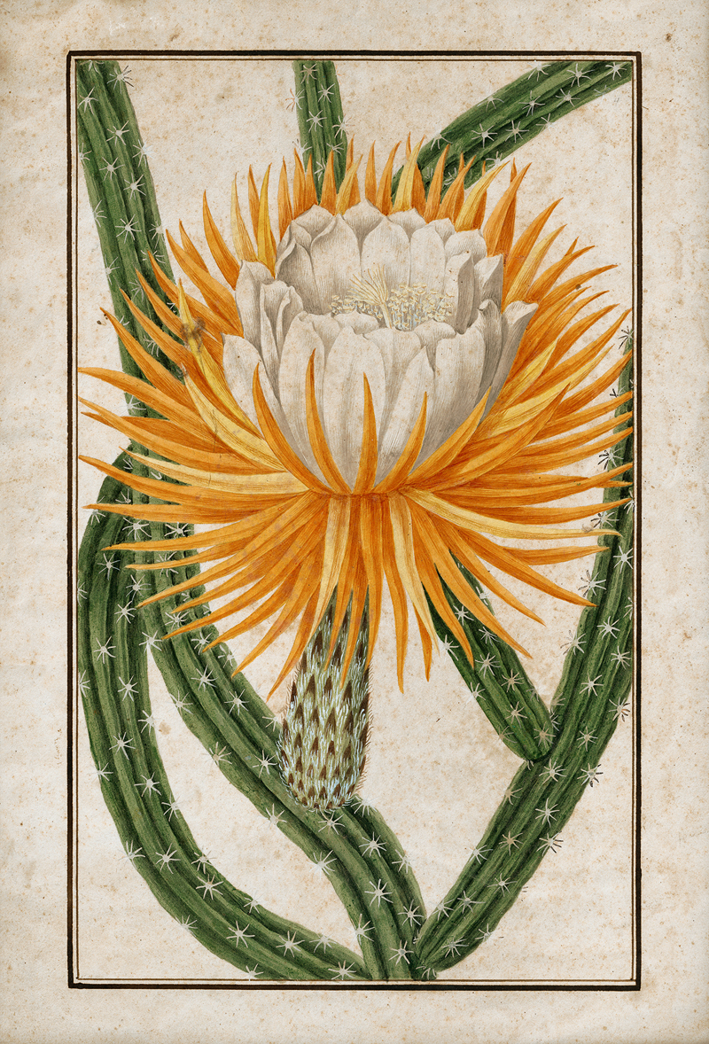 Lot 6455, Auction 127, Italienisch, 1. Hälfte 19. Jh. Blühende Königin der Nacht (Selenicereus grandiflorus); Aufgehende Feuerball-Lilie (Scadoxus multiflorus)