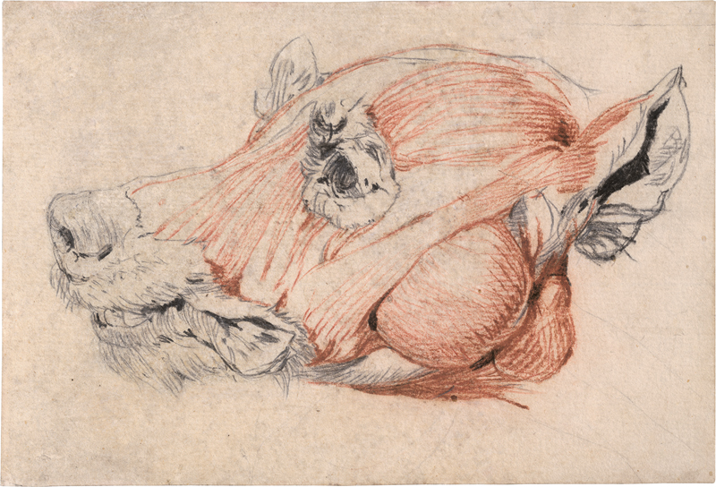 Lot 6574, Auction  127, Französisch, 18. Jh. Écorché eines Hundekopfes