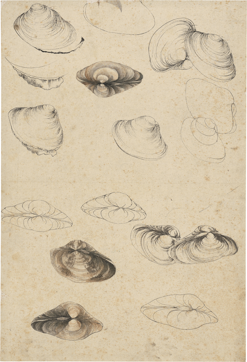 Lot 6603, Auction  127, Französisch, 19. Jh. Studienblatt mit Venusmuscheln