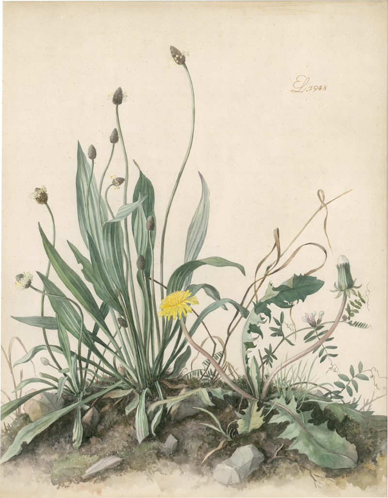 Lot 6744, Auction 127, Lindenau, Erich, Wiesenstück mit Löwenzahn